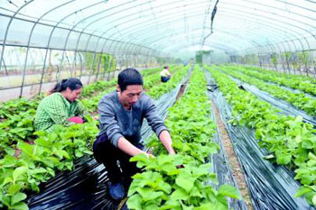 赖师傅种草莓 无土种植加有机肥