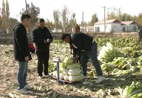 蔬菜水果种植致富经验_致富蔬菜水果种植经验总结_致富经种植三种水果亩收入过亿