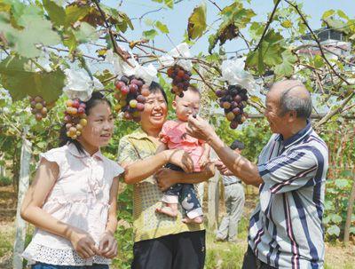 致富经大棚种植致富经2020_温室种植致富稿件_种植致富经