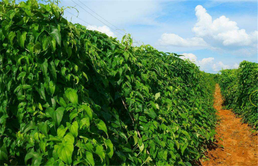 种山药最先进技术_山药最先进种植技术_山药先进种植技术是什么