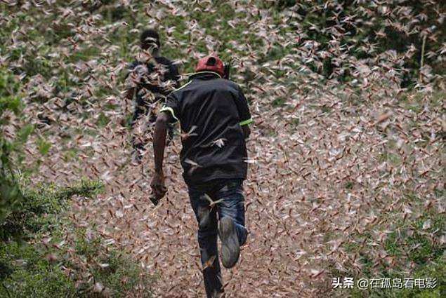 农广天地养殖蚂蚱视频(看完这期“战斗鸡”治蝗虫节目