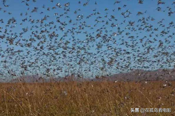 看完这期“战斗鸡”治蝗虫节目，我可算明白为啥军事农业是一家了