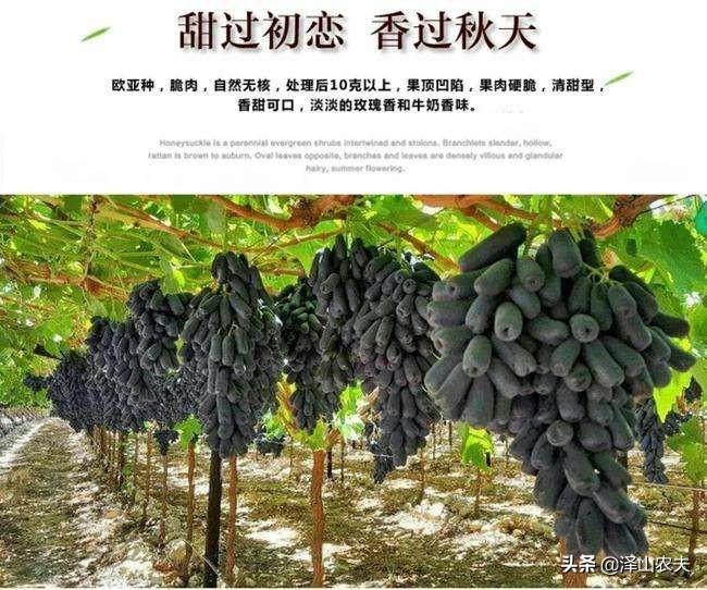 蓝宝石种植技术和方法_蓝宝石怎么种植在什么时候种植_蓝宝石种植技术新新技术