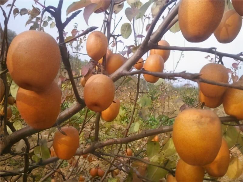 农村致富种植项目_农村特色种植致富_致富种植农村特色农业