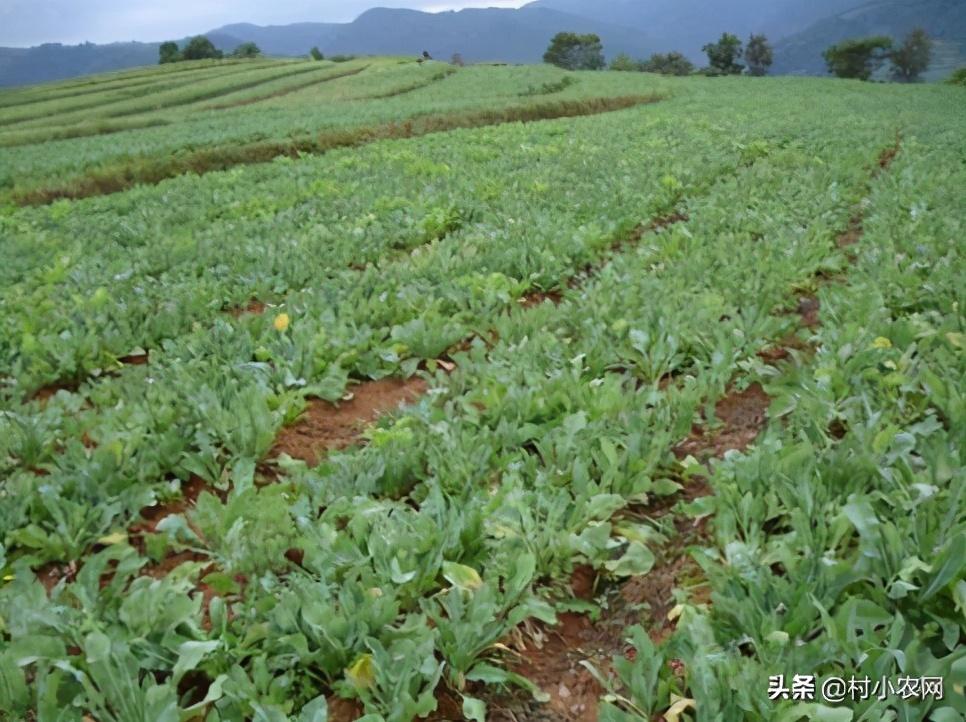 农村致富新项目种植业_致富种植农村特色产业_农村特色种植致富