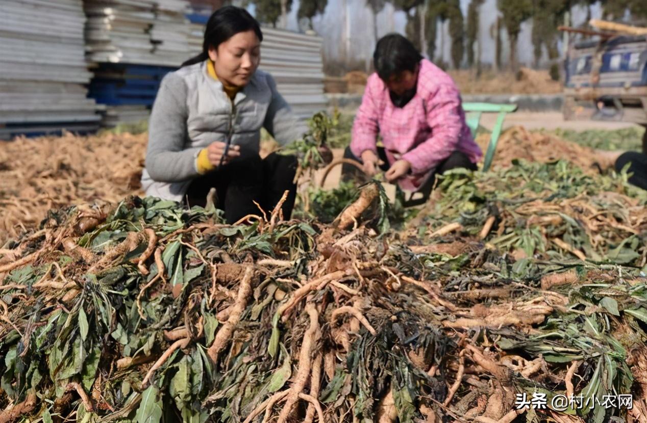 农村致富新项目种植业_致富种植农村特色产业_农村特色种植致富