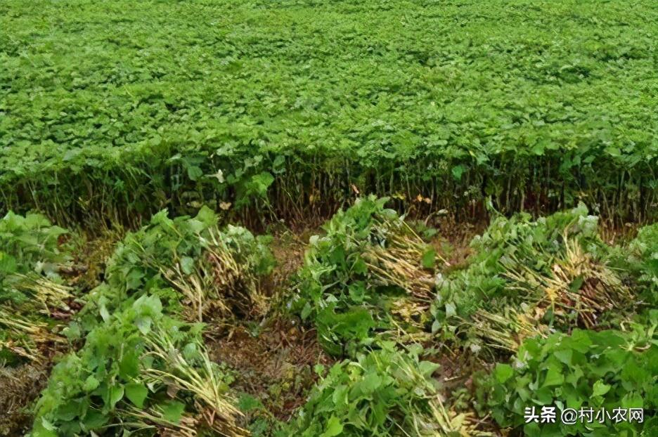 农村特色种植致富_致富种植农村特色产业_农村致富新项目种植业