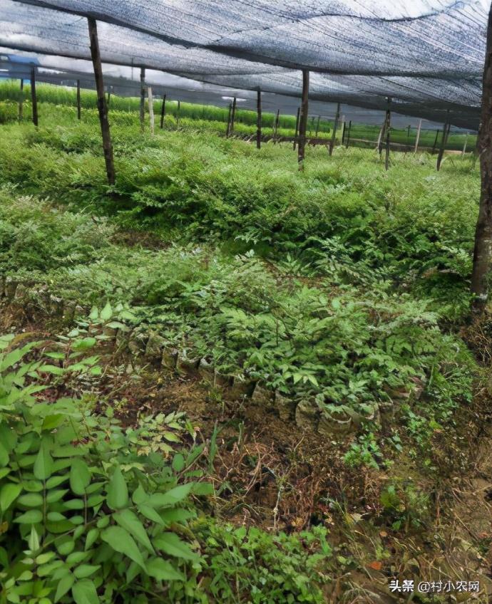 农村特色种植致富_致富种植农村特色产业_农村致富新项目种植业