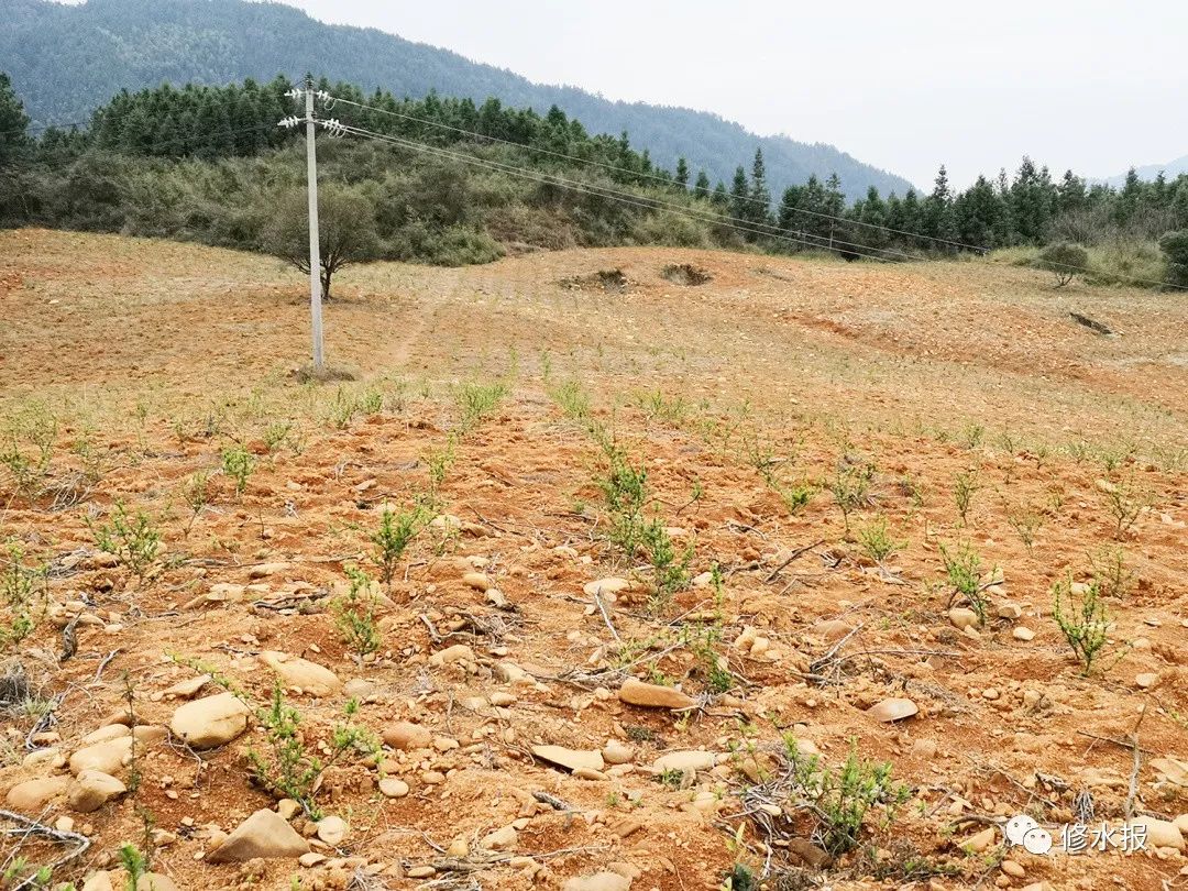 山区农村致富_山村果园种植致富_致富山村种植果园怎么样