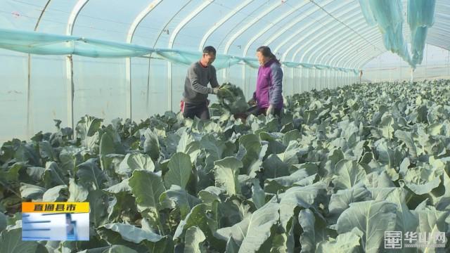 《直通县市》蒲城：大棚蔬菜喜丰收 群众致富有奔头