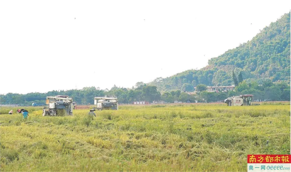 惠阳今年已投600万元补贴水稻种植