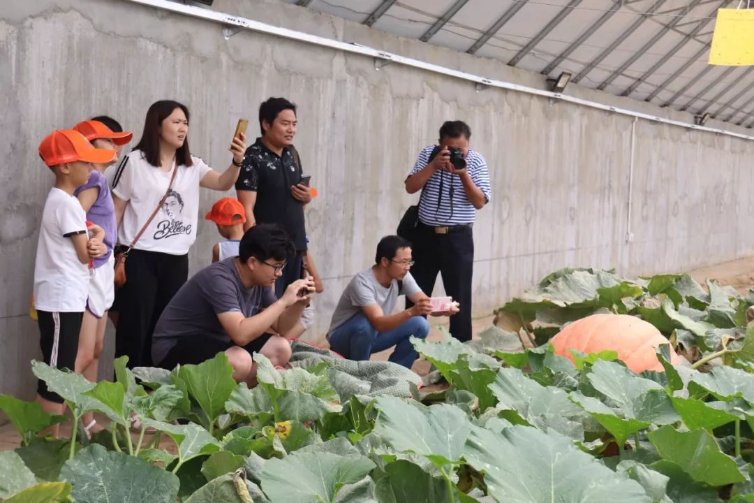 巨型南瓜培育记——巨型南瓜生产管理技术介绍