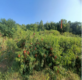 致富山村种植果园图片_山村果园种植致富_山村致富项目