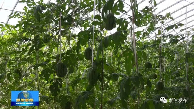 致富经种植三种水果亩收入过亿_蔬菜水果种植致富经验_致富蔬菜水果种植经验交流