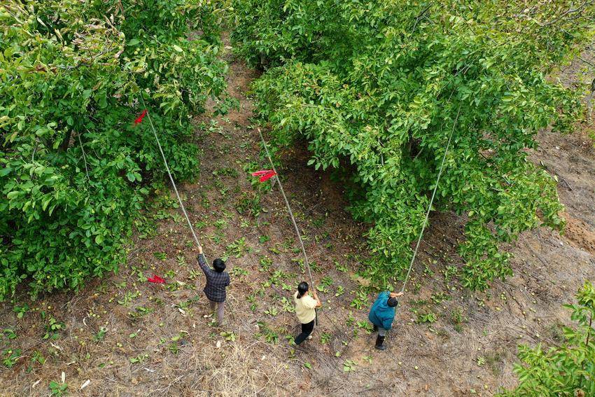 核桃种植致富公示_核桃种植利润_核桃致富经