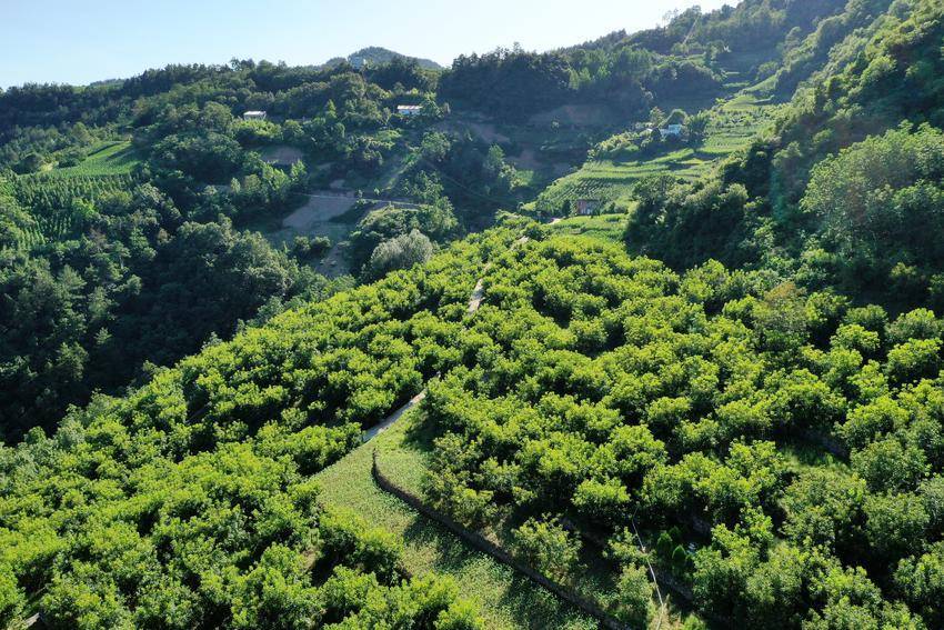 核桃种植致富公示_核桃致富经_核桃种植利润