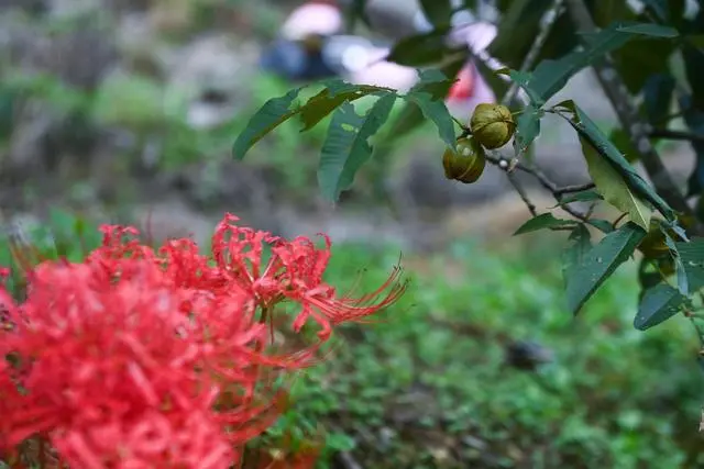 核桃种植专业合作社基本情况_核桃种植致富公示_核桃种植示范园简介