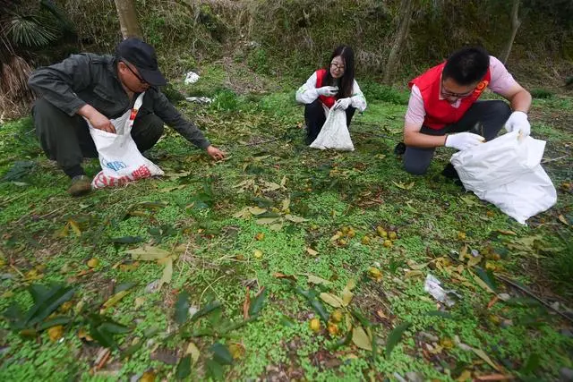 核桃种植专业合作社基本情况_核桃种植致富公示_核桃种植示范园简介