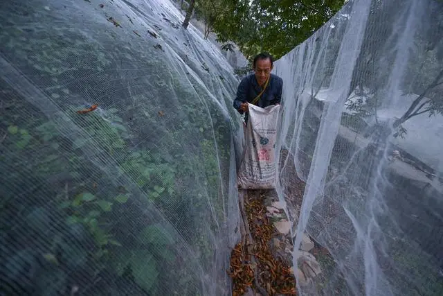 核桃种植示范园简介_核桃种植致富公示_核桃种植专业合作社基本情况