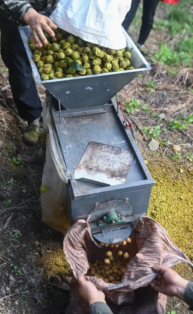 核桃种植专业合作社基本情况_核桃种植示范园简介_核桃种植致富公示