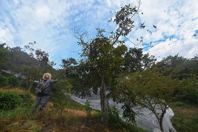 核桃种植专业合作社基本情况_核桃种植示范园简介_核桃种植致富公示