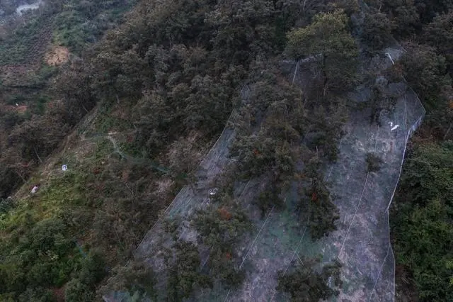 核桃种植示范园简介_核桃种植专业合作社基本情况_核桃种植致富公示