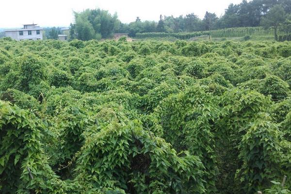 山药最先进种植技术_山药先进种植技术视频_山药种植新技术