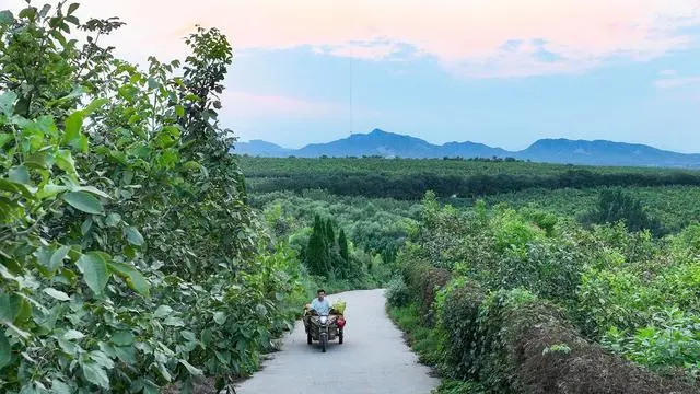 核桃种植致富公示_核桃致富经_核桃种植专业合作社基本情况