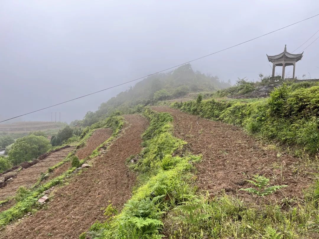 致富种植桔梗故事内容_桔梗种植致富故事_种植桔梗效益如何