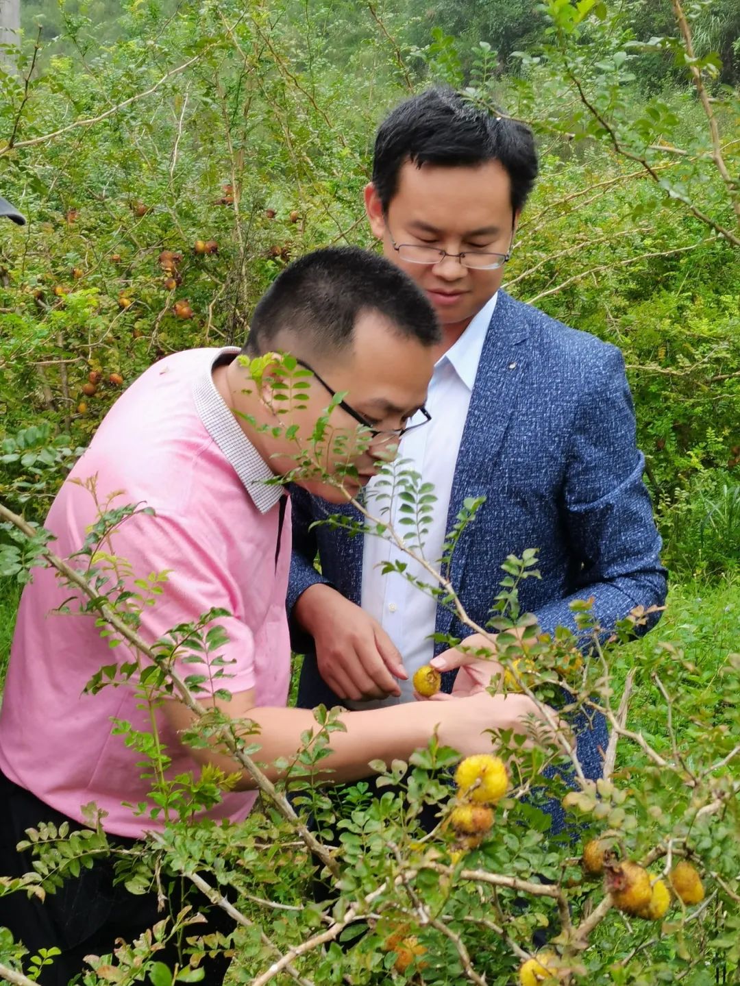 种植桔梗赚钱吗_致富种植桔梗故事内容_桔梗种植致富故事