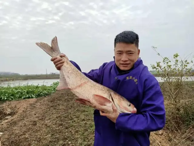 花鲢鱼的养殖技术_养殖花鲢鱼技术视频_怎么养殖花鲢