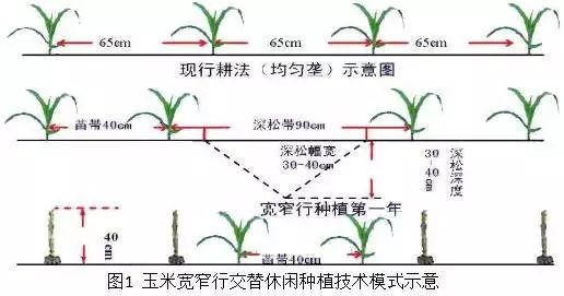 专用玉米种植技术_玉米种植技术方案_玉米种植技术要点