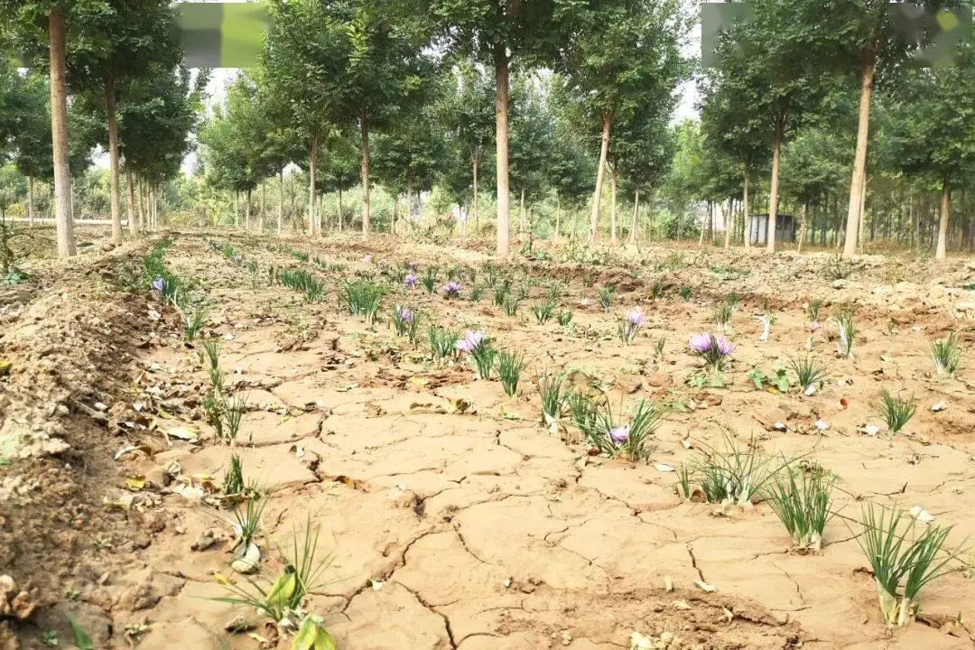 大王镇：藏红花开出致富路