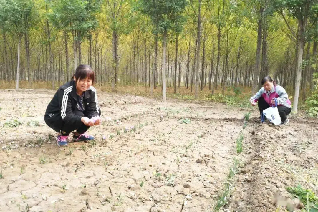 种植山东藏红花技术与管理_种植山东藏红花技术视频_山东藏红花种植技术