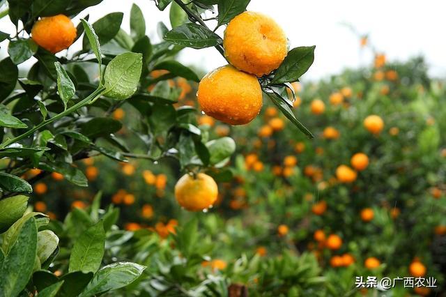 柑橘、荔枝、芒果……水果，广西制造致富神话最多的产业