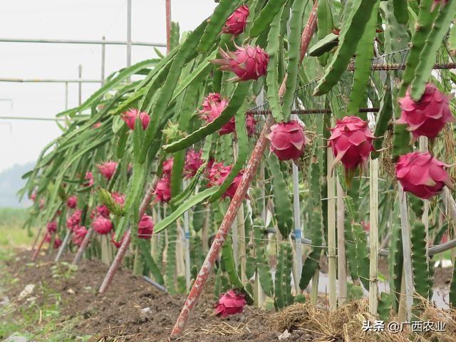 致富柑橘种植条件_柑橘种植效益_种植柑橘致富