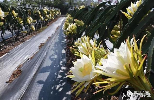 种植柑橘致富_柑橘种植效益_致富柑橘种植条件