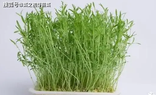 小小芽苗菜铺出致富路