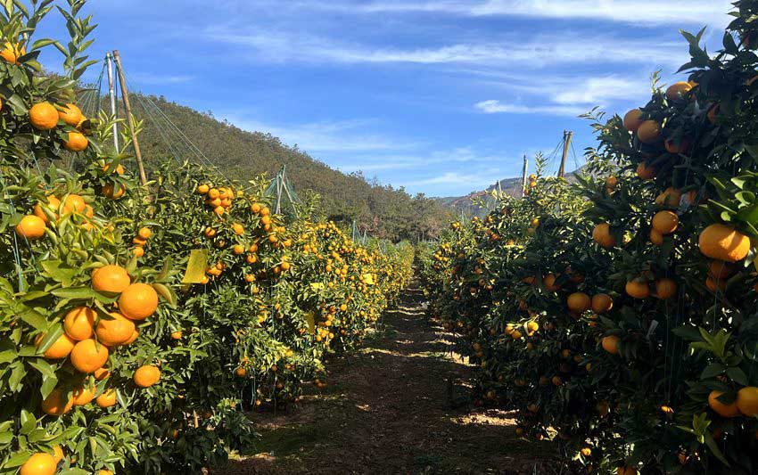 云南澄江：沃柑种植铺就致富新路