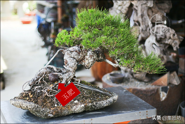 松树种植盆景技术与管理_松树盆景怎么种植技术_松树种植盆景技术视频