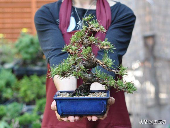 松树种植盆景技术与管理_松树盆景怎么种植技术_松树种植盆景技术视频