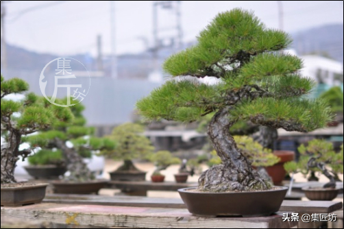 松树种植盆景技术视频_松树种植盆景技术与管理_松树盆景怎么种植技术