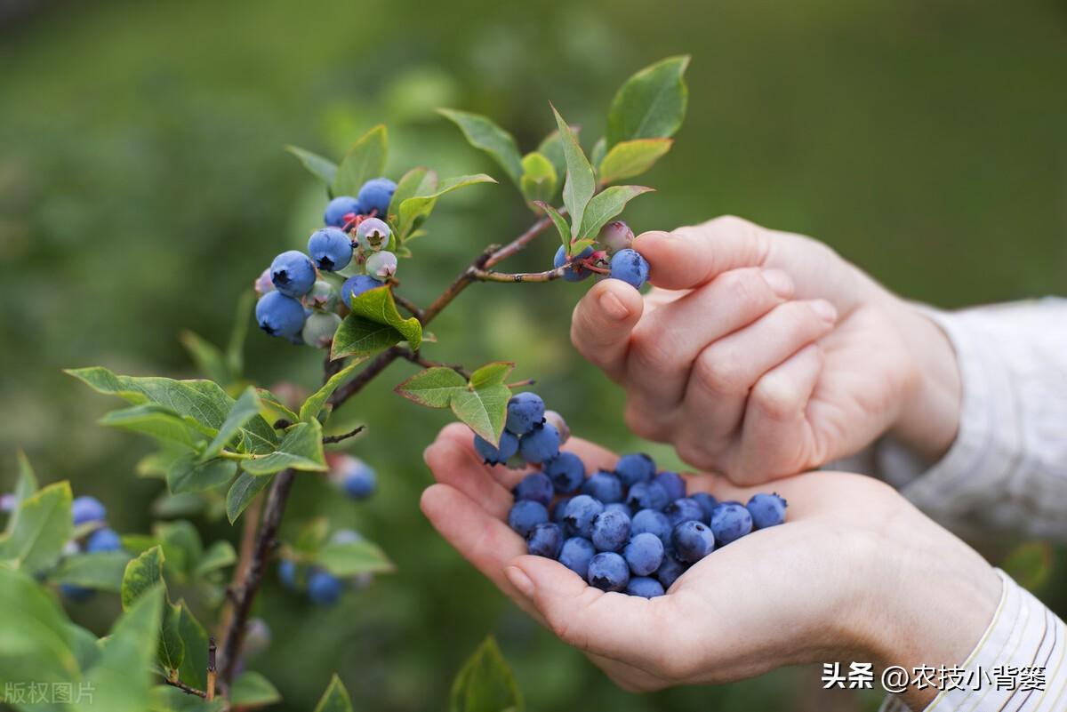 宝石怎么种_蓝宝石怎样种植_蓝宝石种植技术和方法