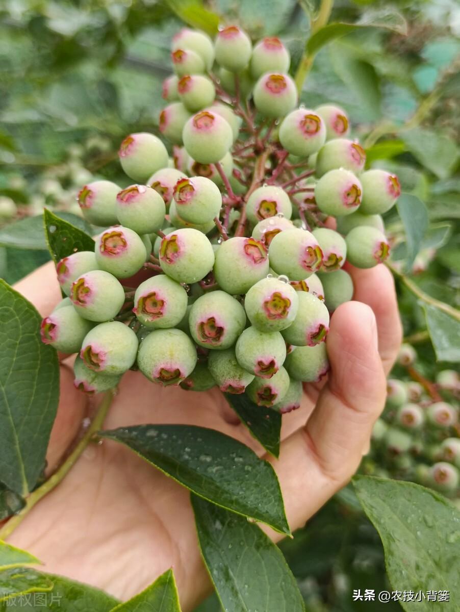 蓝宝石种植技术和方法_蓝宝石怎样种植_宝石怎么种