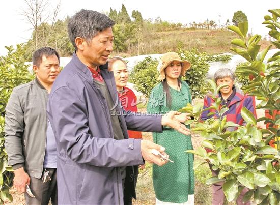 柑橘“土专家”徐文科：小“清见”造就致富大产业