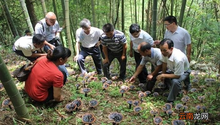 农村实用致富项目有哪些,农村农民致富好项目