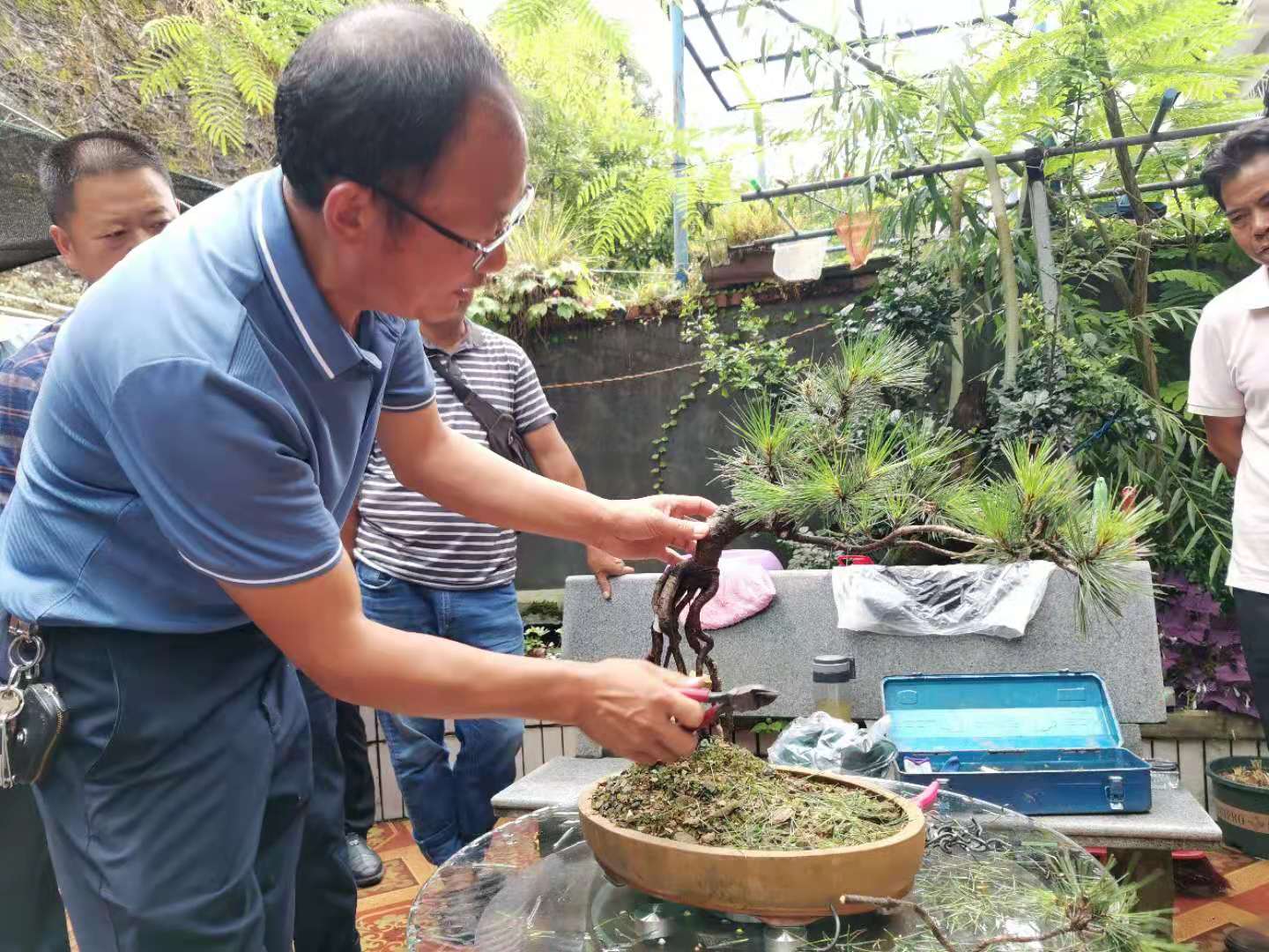 松树盆景怎么种植技术_松树盆景种植技巧_松树种植盆景技术要点