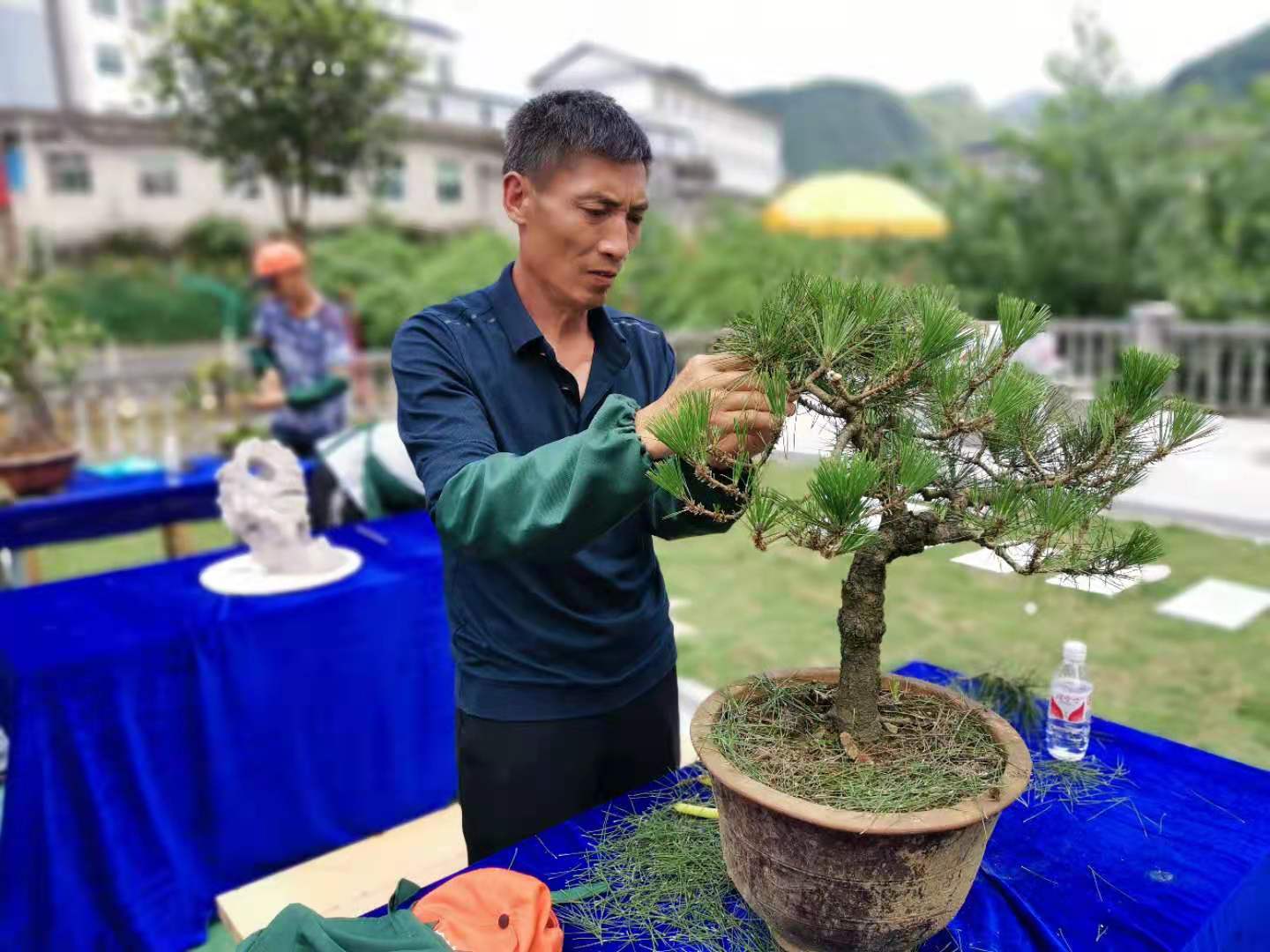 松树盆景种植技巧_松树盆景怎么种植技术_松树种植盆景技术要点