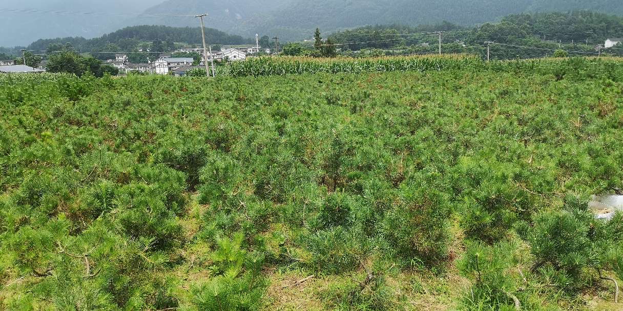 松树盆景怎么种植技术_松树盆景种植技巧_松树种植盆景技术要点