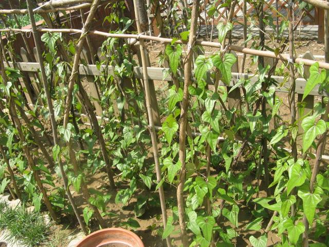 铁棍山药种植技术_铁棍山药种植技术视频_山药铁棍怎么种植